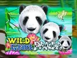 Wild Giant Panda